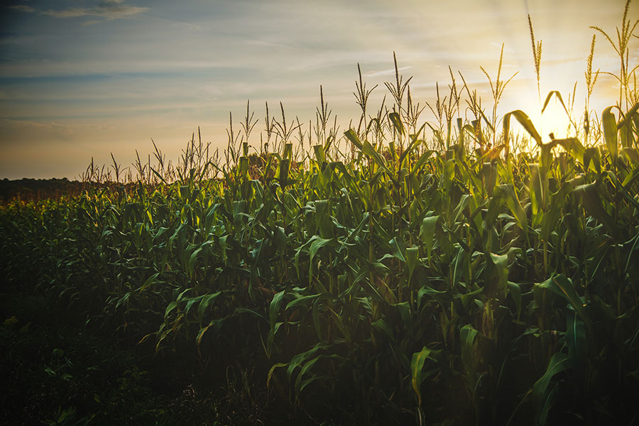 Corn Maze in Austin Texas