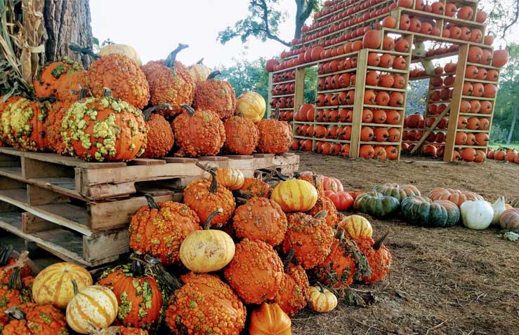 Best Things To Do In Austin This Weekend Sweet Eats