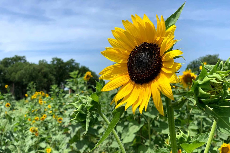 2023 Sunflower Festival Sweet Eats Adventure Farm