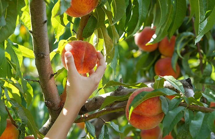 pick-your-own-fruit-near-austin-texas-farm-to-table-fresh-market-georgetown-texas-strawberry-peach-farm-pyo-pyofruit