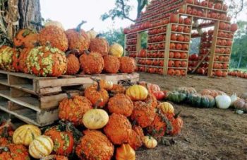 pmpkin-patch-near-me-austin-texas-corn-maze-october-activities-fall-fest-festival-georgetown-roundrock-cedarpark-best-pumpkins-giant-patch-leander-libertyhill-waco