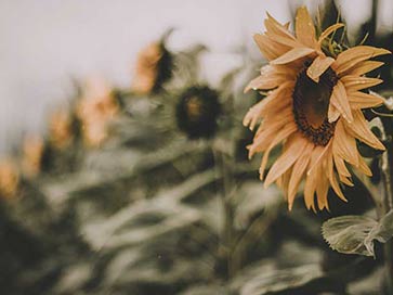Sunflower-Festival