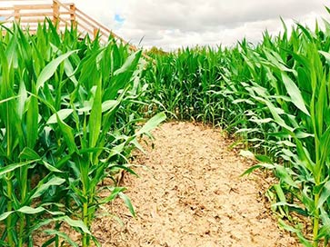 corn-maze-near-me-in-austin-texas
