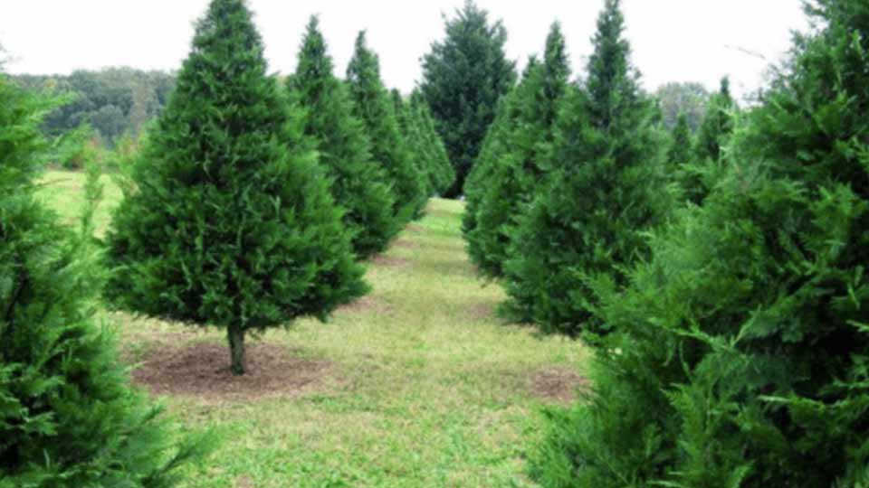 cut-down-your-own-christmas-tree-in-austin-texas