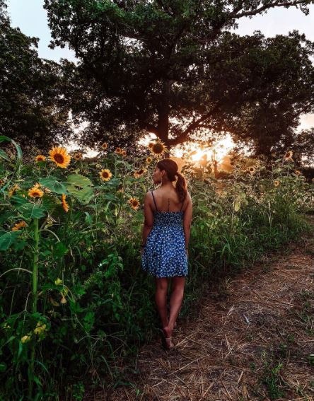 sunflower-festival-near-me-austin-texas-corn-maze-summer-activities-sunflowers--festival-georgetown-roundrock-cedarpark-best-pumpkins-giant-patch-leander-libertyhill-waco-austinsunflowerfest