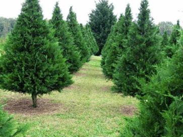 cut-down-your-own-christmas-tree-in-austin-texas-georgetown-roundrock-pflugerville