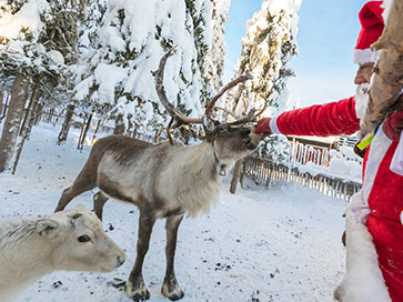 santa-clause-live-reindeer-in-person-at-sweet-eats-fruit-farm