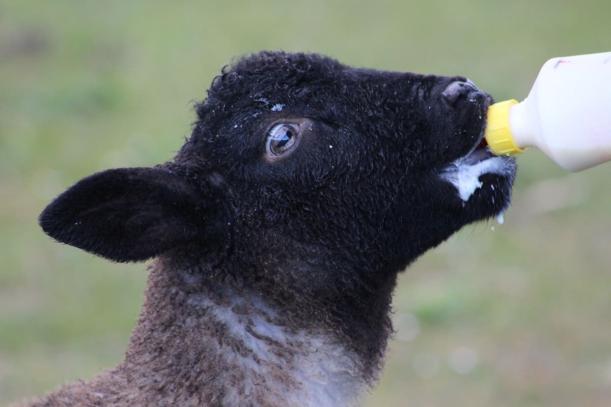 Bottle-Feeding-a-Lamb