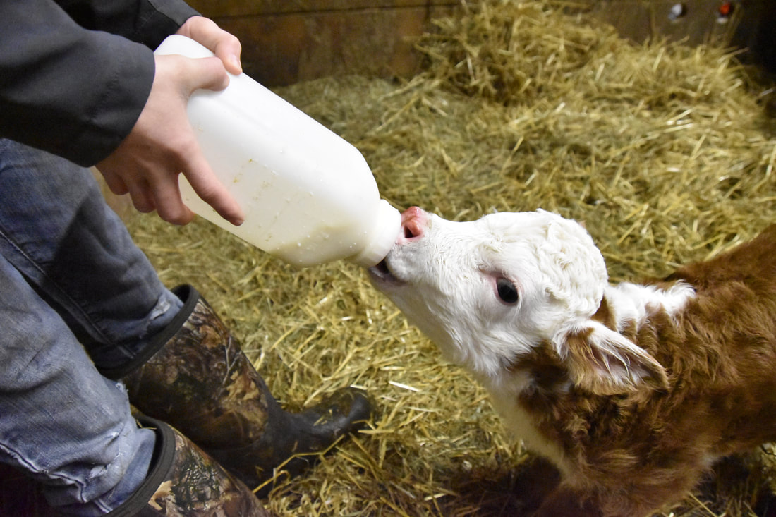 bottle-feeding-2_orig