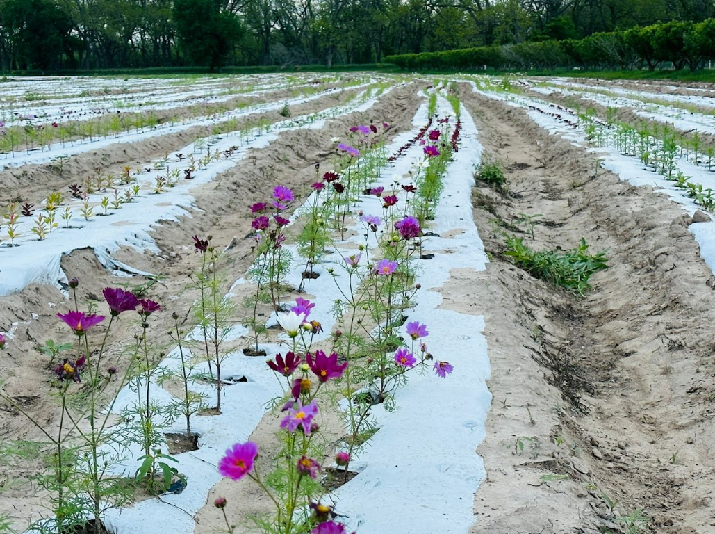 PYO flowers 1