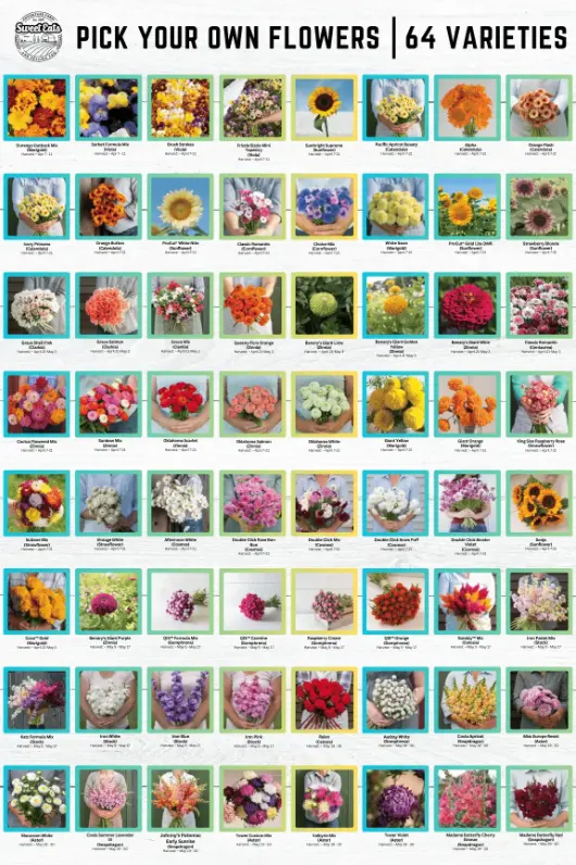 Pick-Your-Own-Flowers-in-georgetown-texas-flower-festival-austin