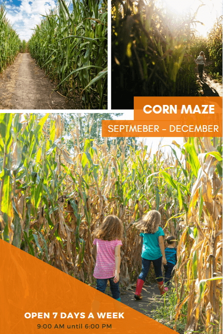 sunflower-festival-near-me-austin-texas-corn-maze-summer-activities-sunflowers--festival-georgetown-roundrock-cedarpark-best-pumpkins-giant-patch-leander-libertyhill-waco-austinsunflowerfest