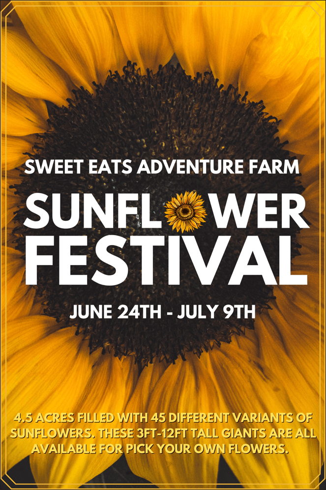 Sunflower Festival (1)