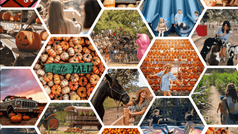 Best-fall-fest-in-austin-texas-sweet-eats-adventure-farm-2023-pumpkin-patch-nights (1)