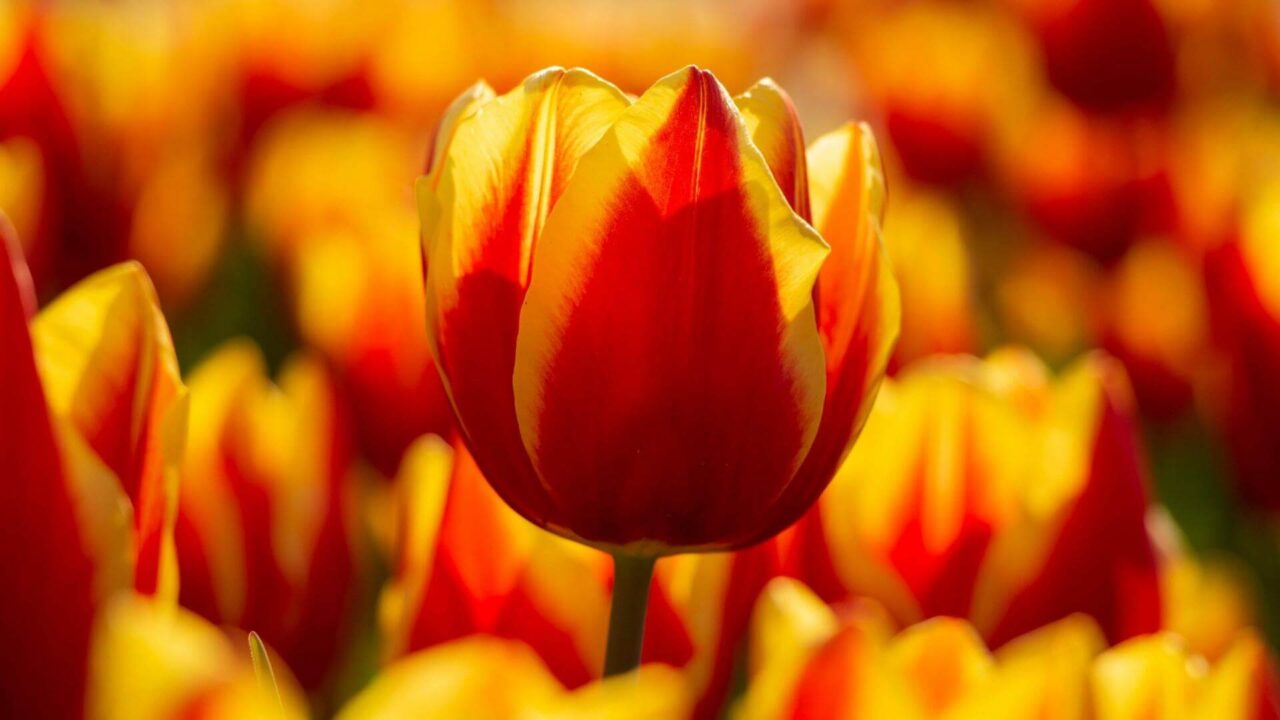 Tulip Festival Sweet Eats Adventure Farm