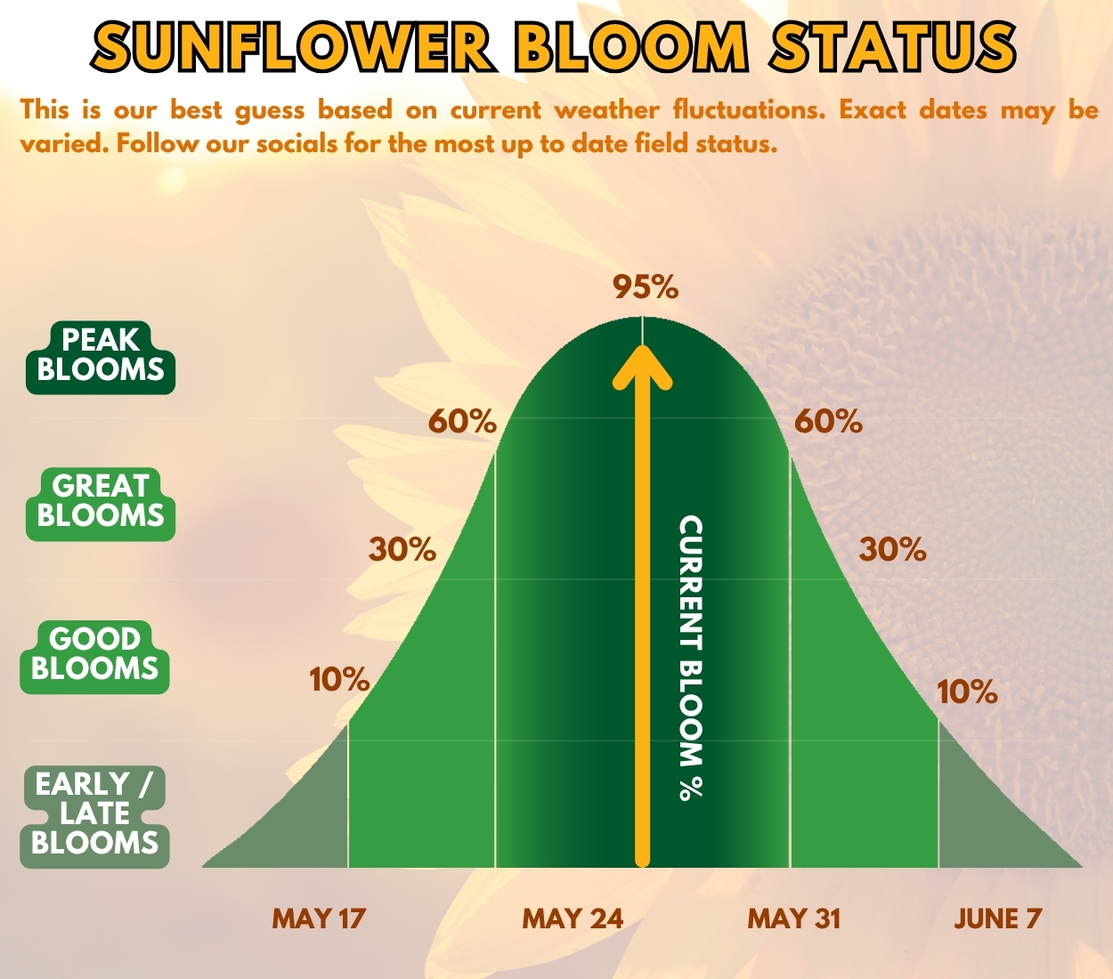 Tulip Festival Bloom status V2 (7)