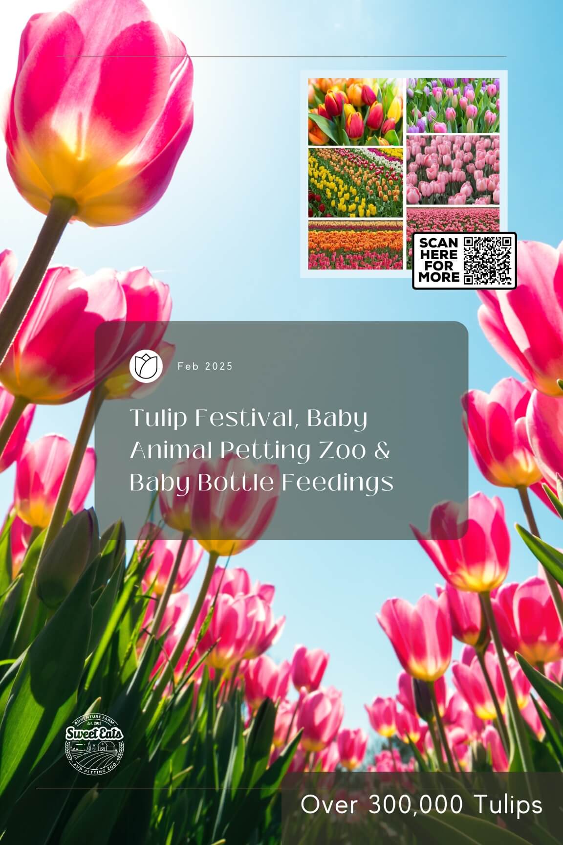 tulipsgeorgetown