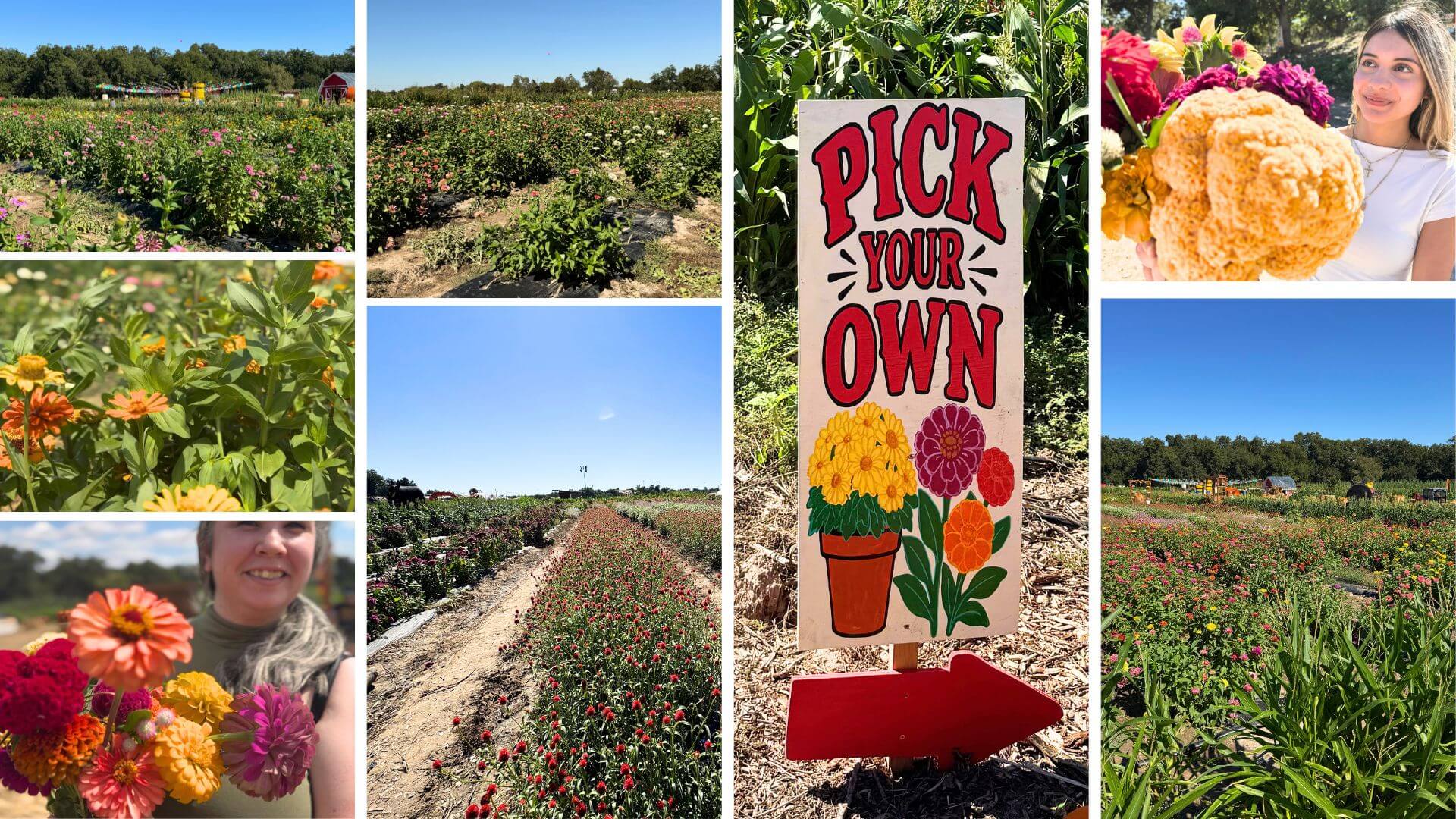 wine your way out of a sunflower field