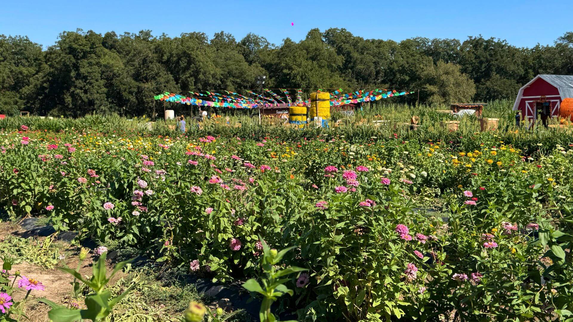 wine your way out of a sunflower field