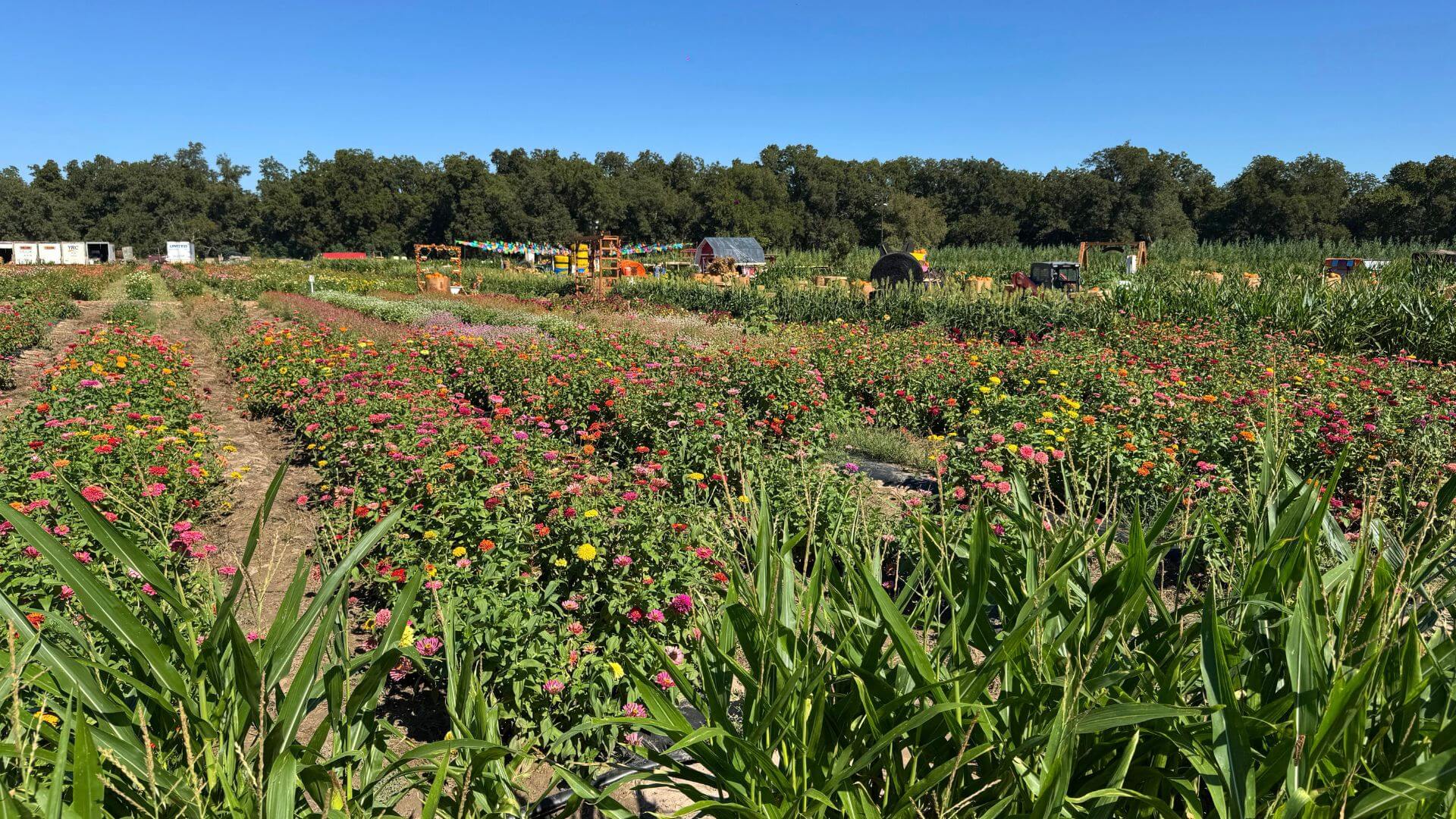 wine your way out of a sunflower field