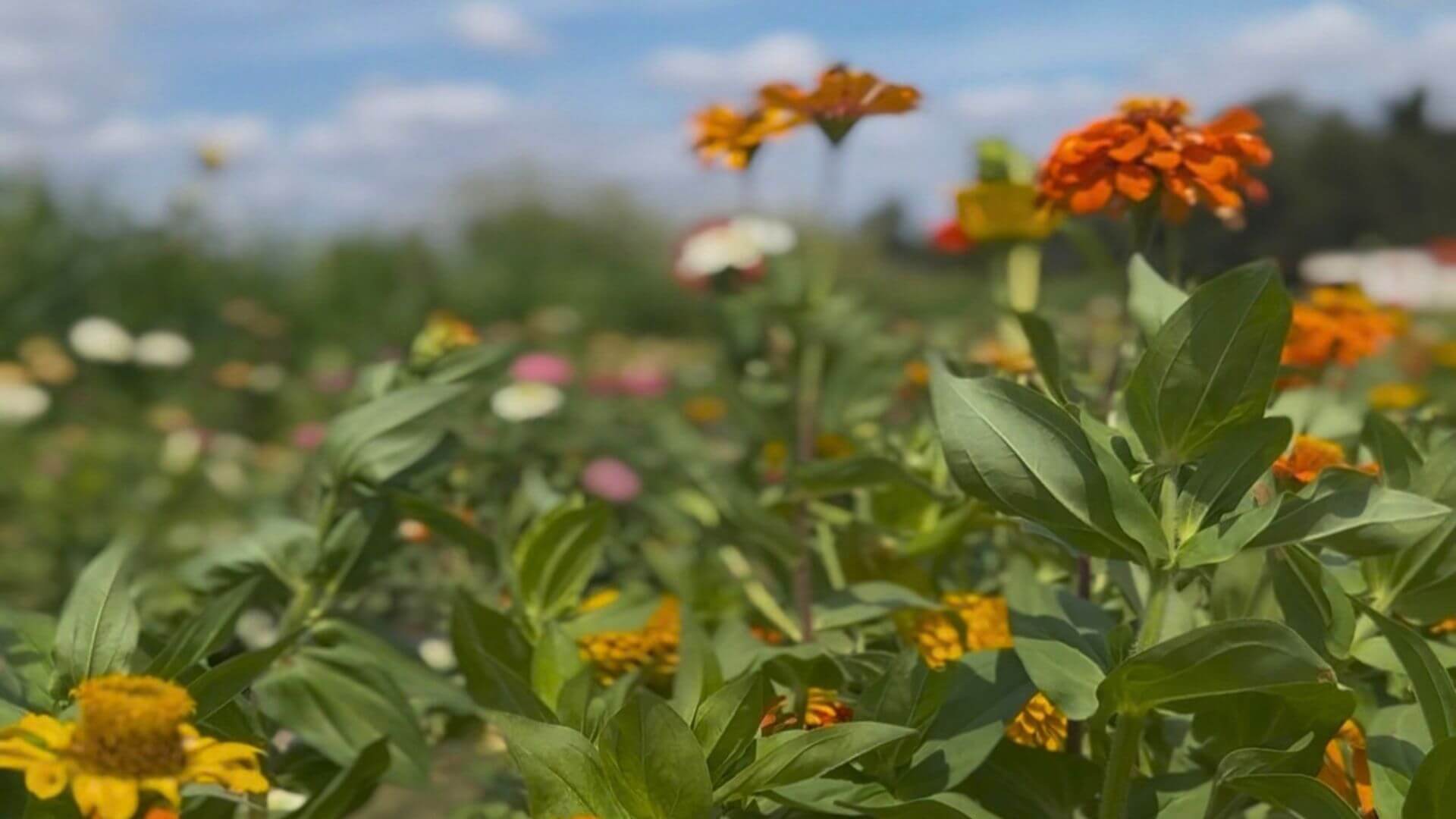 wine your way out of a sunflower field