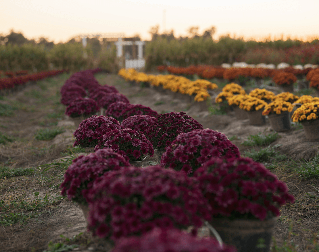 wine your way out of a sunflower field